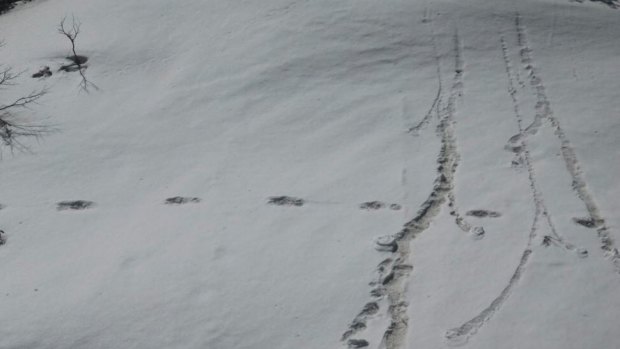An image posted by the Indian Army purporting to show footprints from a Yeti.