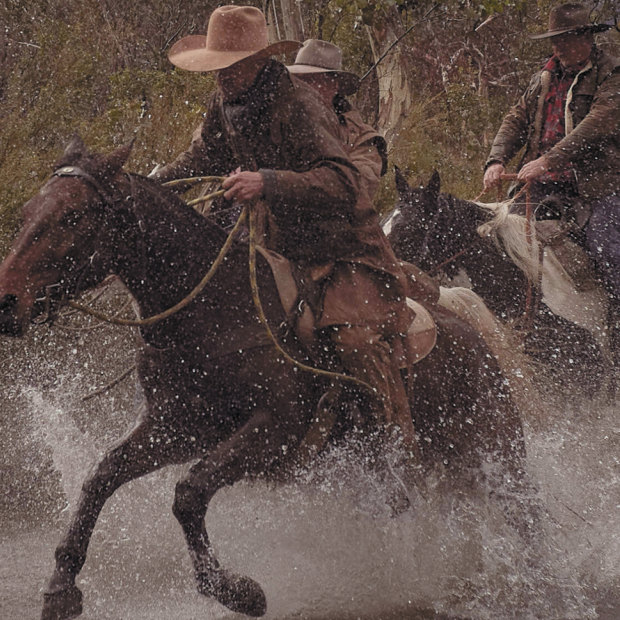 In search of brumbies: a survey estimates the Victorian and NSW wild horse population to be more than 25,000.