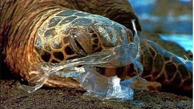 Plastic bags more than 40 years found in waterways near Moreton Bay. Turtles eat plastic bags thinking they are jellyfish, then slowly starve. 