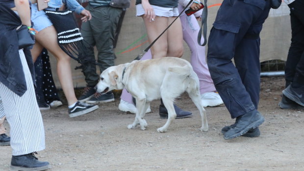 A police sniffer dog checks revellers at a music festival.