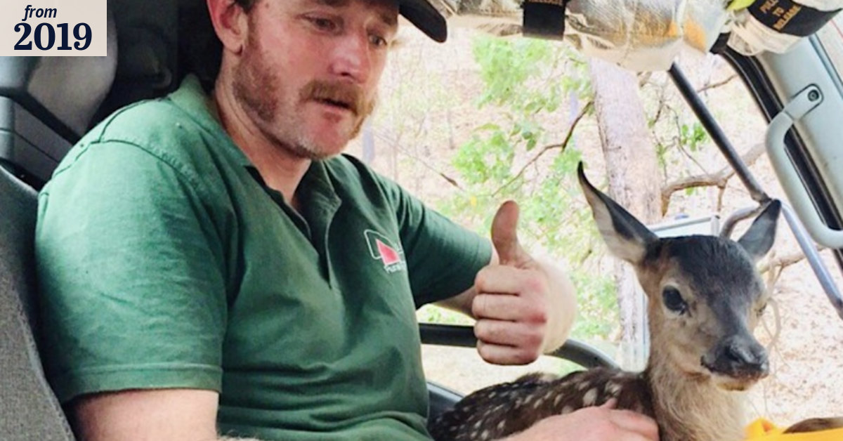 'Sounded like a small child crying': Baby deer rescued from bushfire
