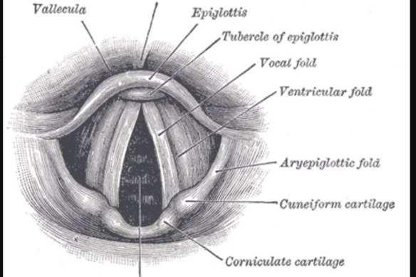 Laryngoscopic view of interior of larynx, showing the vocal folds.