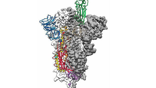 A 3D map of the virus's spike protein, which it uses to 'harpoon' human cells.
 