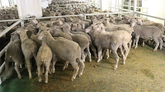 Sheep are loaded onto a boat at Fremantle on December 5. The live export industry was warned in 2013 that it must raise animal welfare standards.