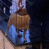 19 dogs seized after Sydney man charged with bestiality, child abuse offences