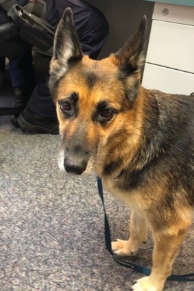 Heidi was named an honorary police dog as she waited at the Water Police office for her owner to return.