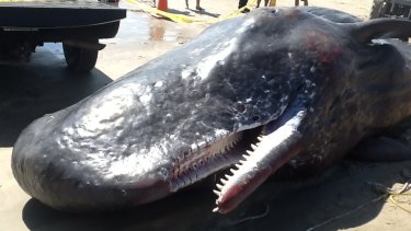 A dead female sperm whale on Grand Isle, Louisiana, last year.
