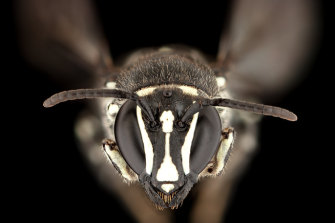 The rare Australian native bee was seen in a rainforest near Atherton in far north Queensland.