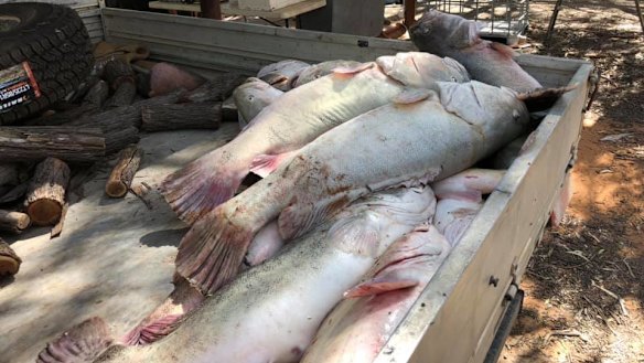 Some of the fish collected from the Menindee Weir Pool in far west NSW.