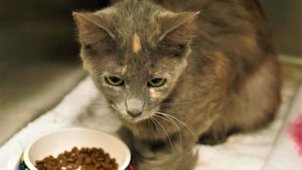 The cost of re-homing a cat is about $300, and with potentially up to two of the cats pregnant, the society is calling for donations. 