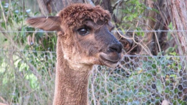 Cleo the alpaca was found at the gang's headquarters in a police raid. 