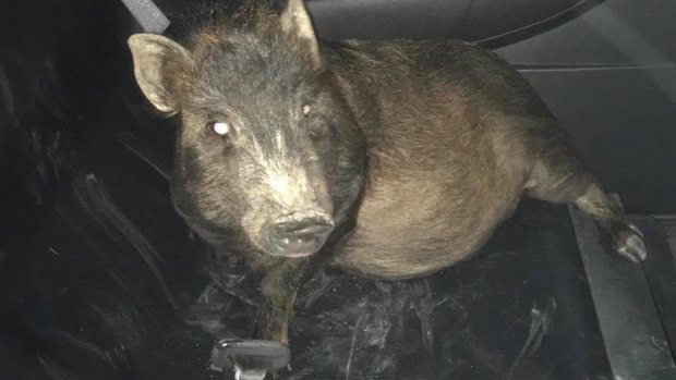 Police officers recognised the irony of having the pig in a police car.