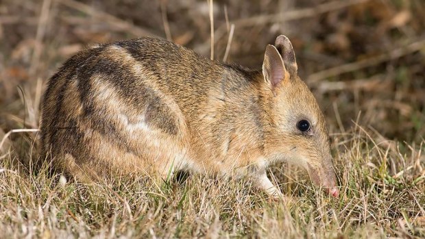 The number of eastern barred bandicoots living in the wild has reached about 500 in Victoria now. 