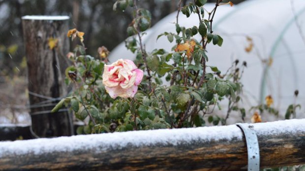 Snow in Queensland’s Granite Belt in June 2019.