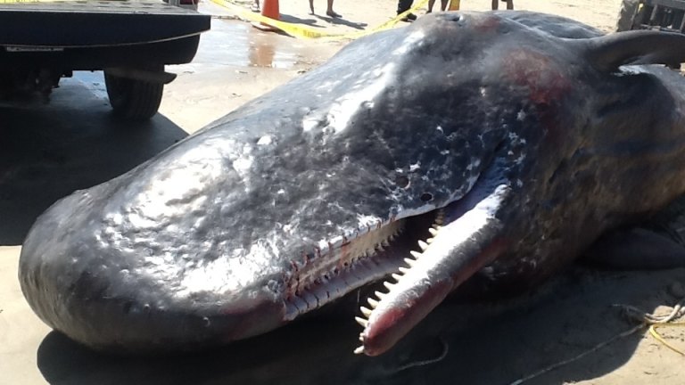 Spain Dead Sperm Whale Found With 30 Kilograms Of Trash In Digestive System