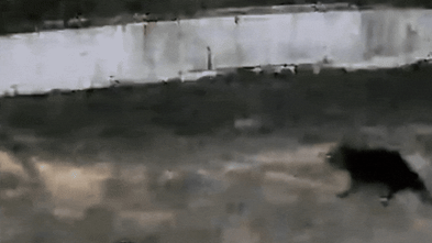 Mary the Tasmanian Devil Found on Gold Coast After Two-Week Escape