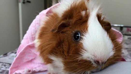 Aalborg Zoo said pets like guinea pigs would be euthanised before being fed to predators.