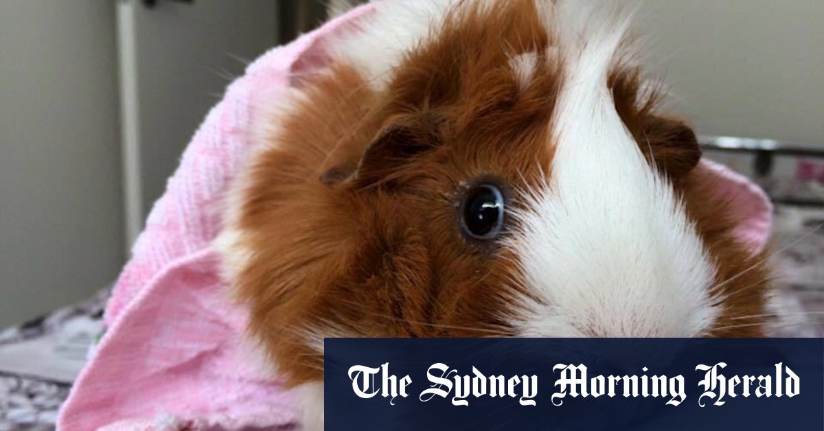 Danish zoo asks people to donate pets to feed to predators