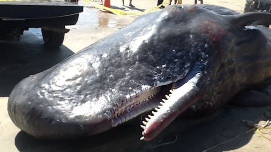 Dead sperm whale found with 30 kilograms of trash in digestive system