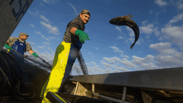 Commercial fisherman Luke Anedda reeling in his catch at Corner Inlet. 
