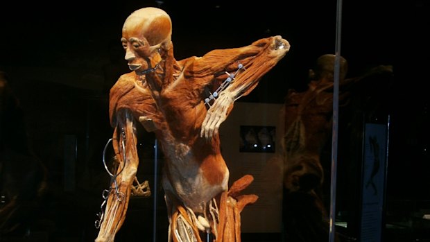 One of the exhibits in the Body Worlds: The Anatomy of Happiness show.