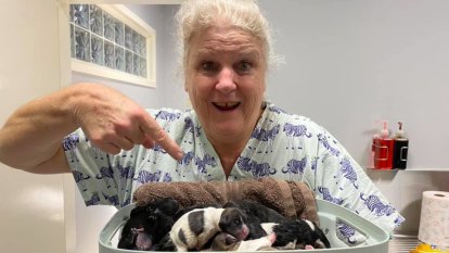 Vet speaks out after being fined for leaving three puppies inside dog after C-section