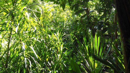 Dense rainforest foliage fills the Johnstons’ garden.