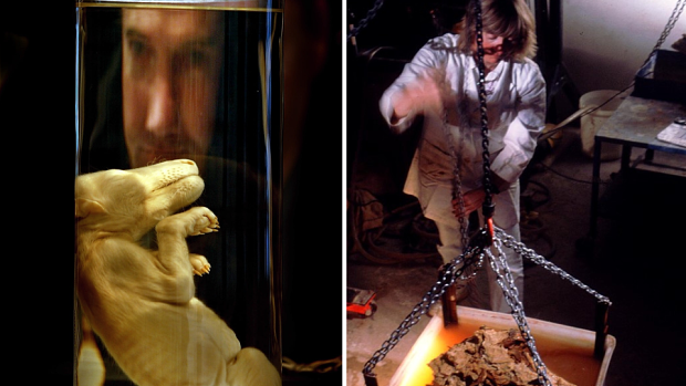 Left: Professor Mike Archer with the preserved pub that inspired his de-extinction program in 2000. Right: Dr Anna Gillespie recovering a thylacine fossil from a boulder using acetic acid.