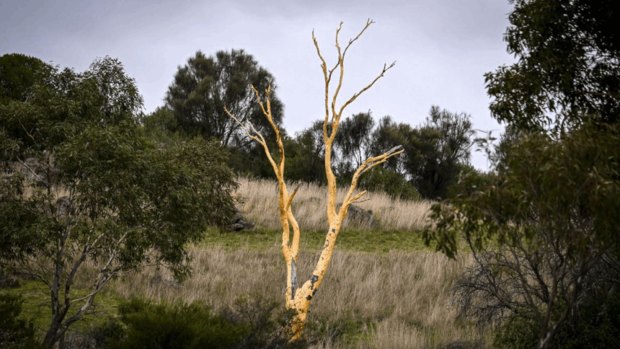 The trees Melburnians could never leaf without