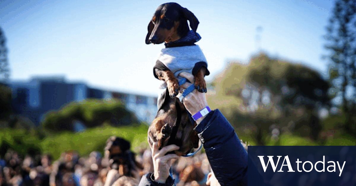 Dachshunds in Melbourne smash world record - Vimarsana News