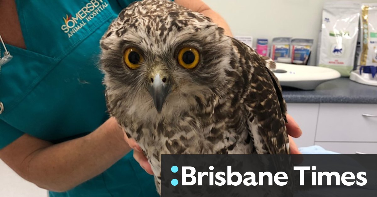Melbourne's rare powerful owls at risk from long-lasting rat poisons - Vimarsana News