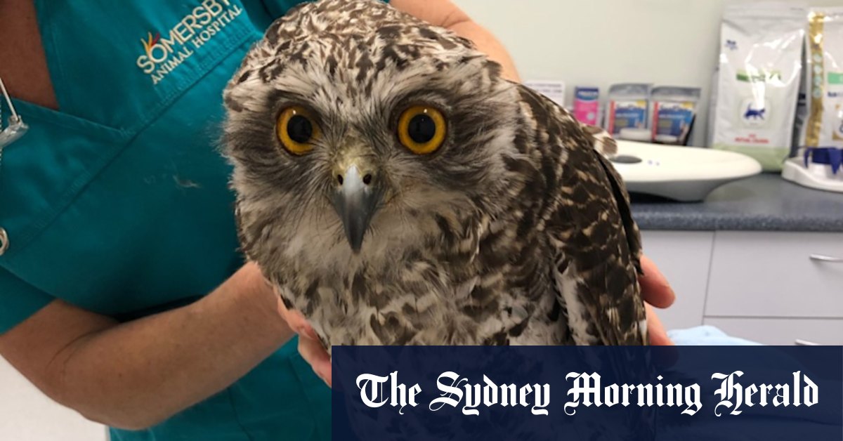 Melbourne's rare powerful owls at risk from long-lasting rat poisons - Vimarsana News