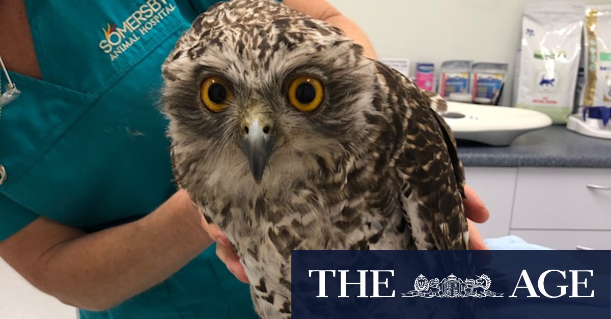 Melbourne's rare powerful owls at risk from long-lasting rat poisons - Vimarsana News