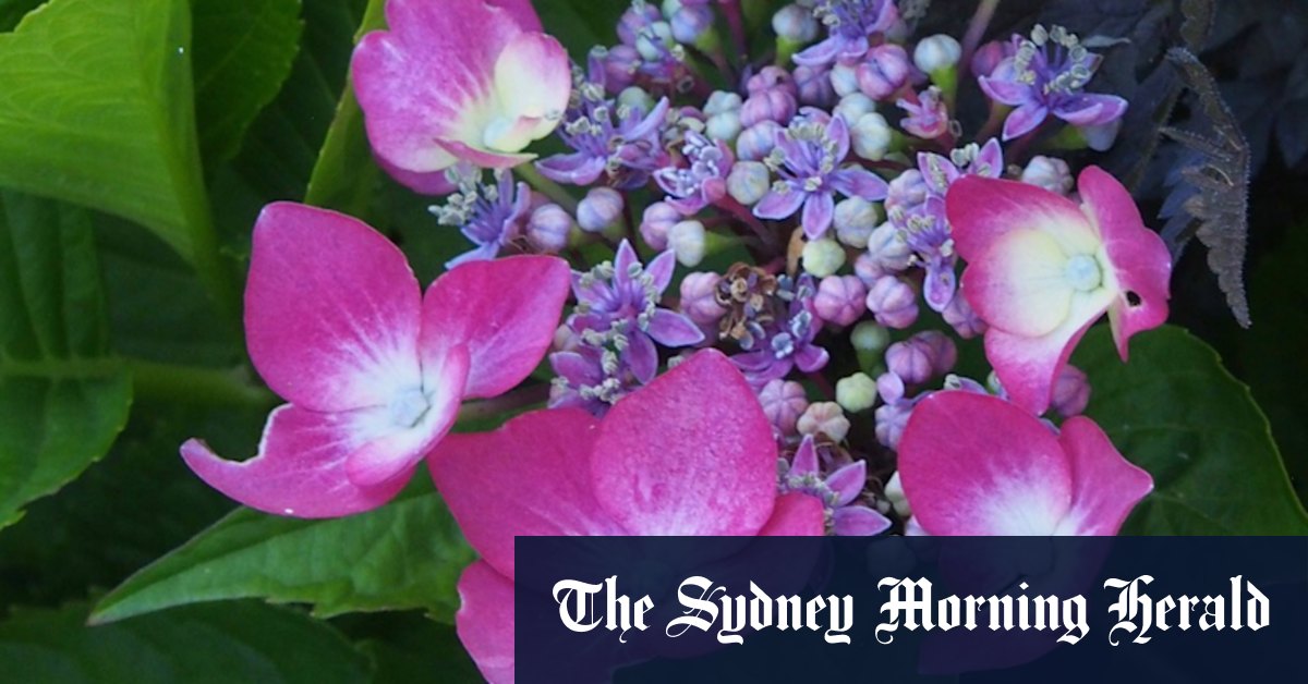 Southern Highlands Botanic Garden: the making of a public garden - Vimarsana News