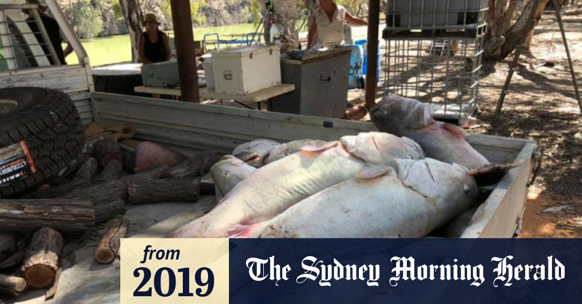 Darling River Fish Deaths A National Disgrace
