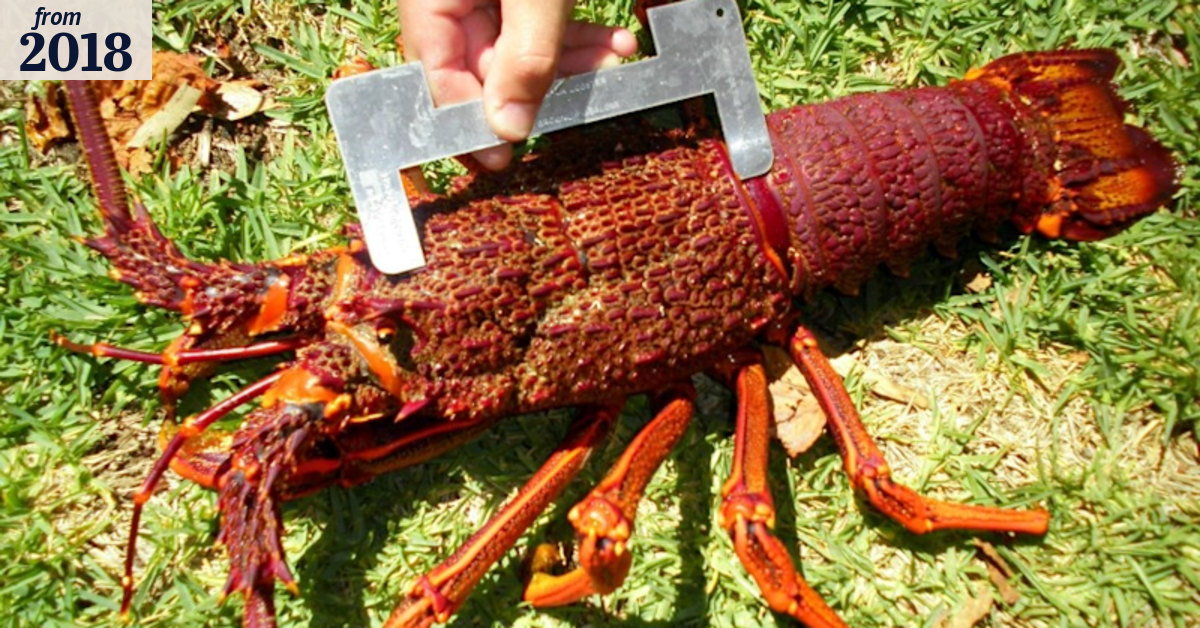 Floats and ropes' reminder for recreational rock lobster fishers