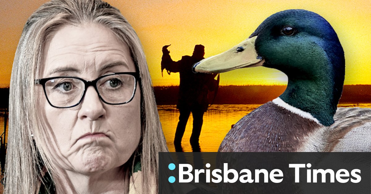 Duck shooting ban in Victoria won't hurt Labor, anti-hunting lobby says - Vimarsana News