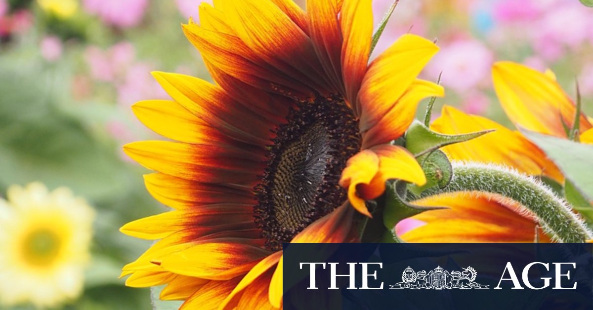 How to make sure sunflowers face towards you - Vimarsana News