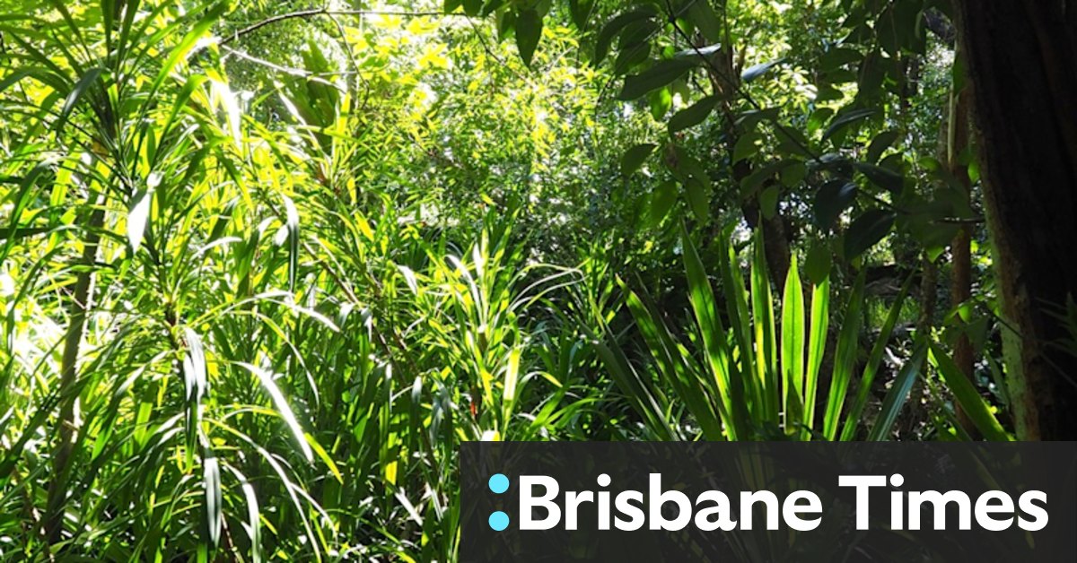 How to grow a rainforest in your backyard - Vimarsana News