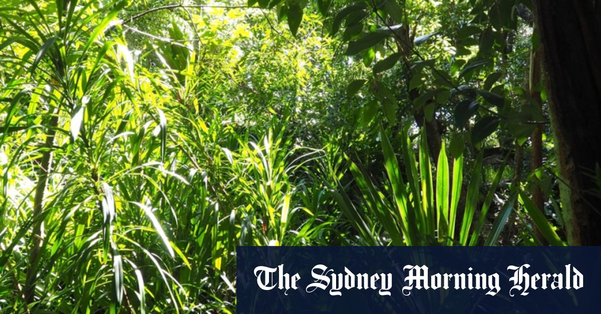 How to grow a rainforest in your backyard - Vimarsana News