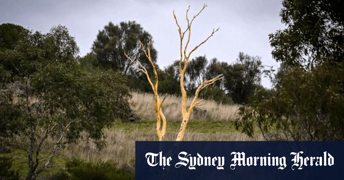 Melbourne's favourite trees: The top 11 we could never leaf without - Vimarsana News