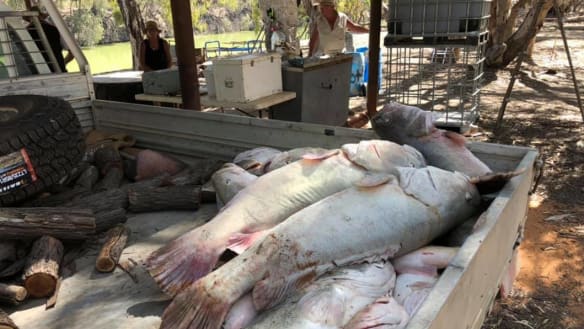 Some of the fish collected from the Menindee Weir Pool in far west NSW.