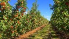 McNab Orchards have been growing fruit for over 100 years in Ardmona, Victoria