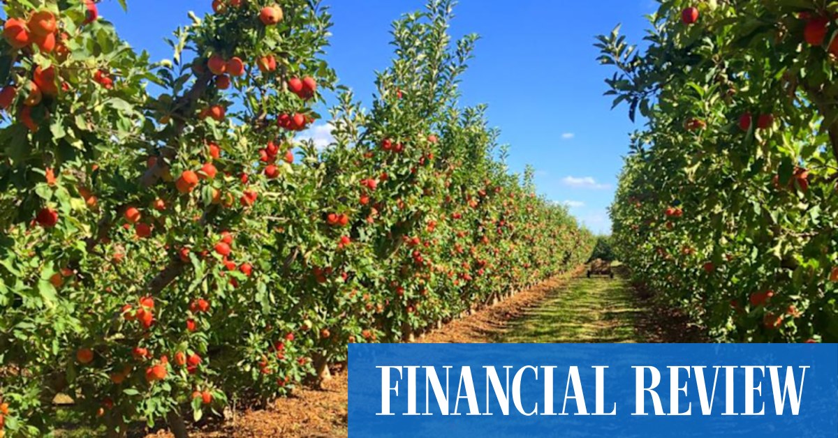 Supermarkets inquiry: Fruit growers lift lid on tense relationship with biggest buyerss - Vimarsana News