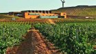Treasury Wine’s Ningxia Stone & Moon Winery.