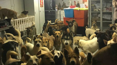 Street mutts safe from the typhoon at Hong Kong's Homeless Dog Shelter.