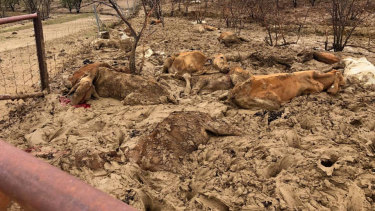 Farmers faced scenes of devastation when the flooding subsided.