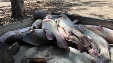 Some of the fish collected from a mass kill in the Menindee Weir Pool in far west NSW.