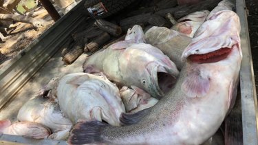 Dead Murray cod pulled from the Menindee Weir Pool this week, amid the mass fish kill.