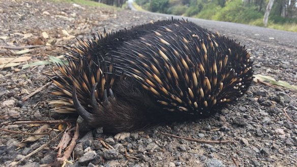10 million animals a year die from tree clearing in NSW, report finds